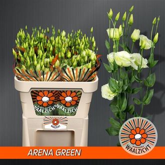 эустома Filled Arena Green
