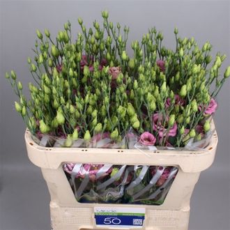 эустома Filled Arosa Antique Pink