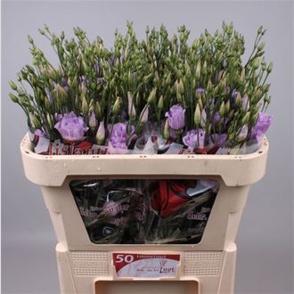 эустома Filled Croma Lavender