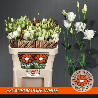 эустома Filled Excalibur Pure White