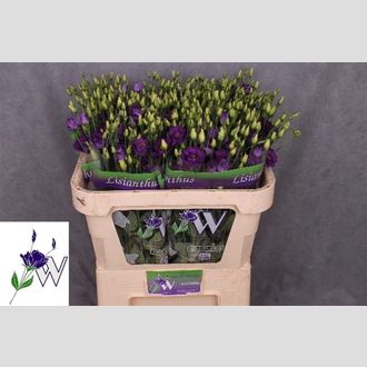 эустома Filled Minuet Dark Purple