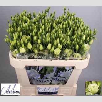 эустома Filled Rosita Jade