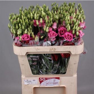 эустома Filled Rosita Pink