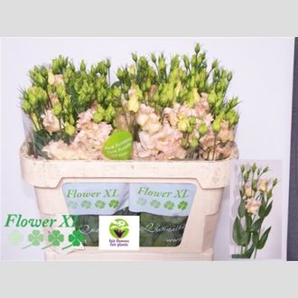 эустома Falda Apricot