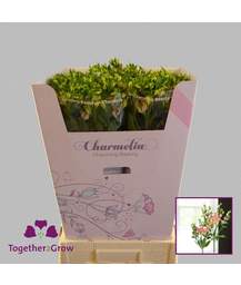 альстромерия Charmelia