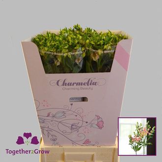 альстромерия Charmelia