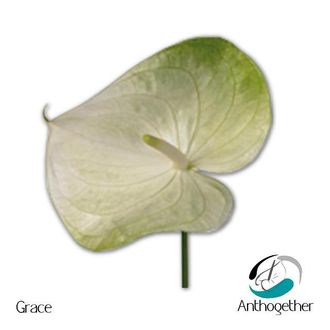 антуриум Grace