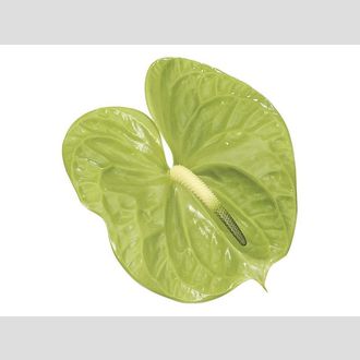 антуриум Midori