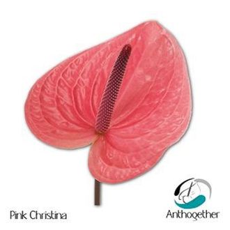 антуриум Pink Christina