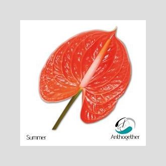 антуриум Summer