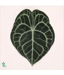 антуриум Clarinervium (blad)