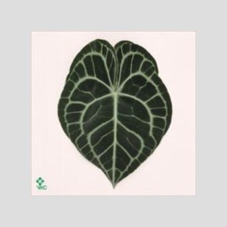 антуриум Clarinervium (blad)