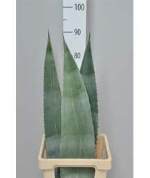 агава