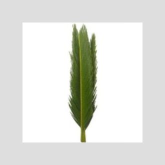 цикас