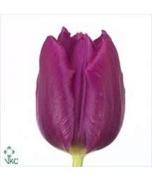 тюльпан Purple prince сиреневый
