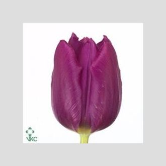 тюльпан Purple prince сиреневый