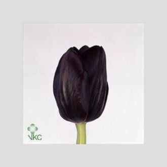 тюльпан Black jack чёрный