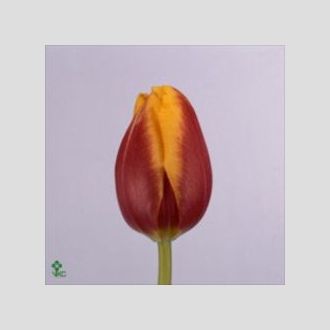 тюльпан Leen van. der Mark кр жёлтый