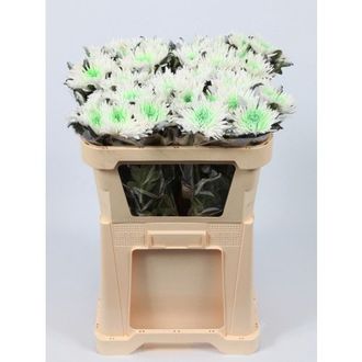 хризантема одноголовая Anastasia Marshmellow Green