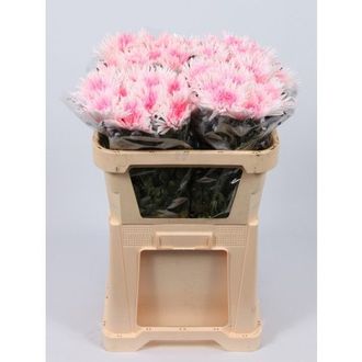 хризантема одноголовая Anastasia Marshmellow Pink