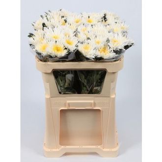 хризантема одноголовая Anastasia Marshmellow Yellow