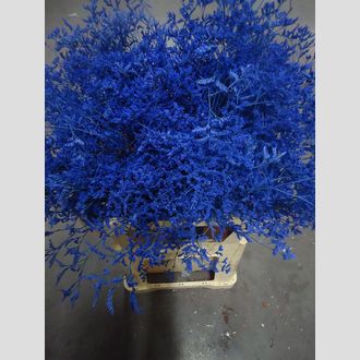 лимониум Dyed Blue