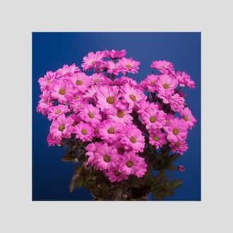 хризантема Reagan Dyed Cerise