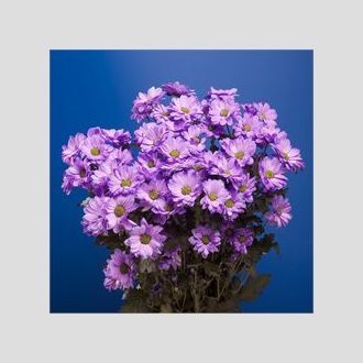 хризантема Reagan Dyed Violet