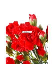 Гвоздика шабо Cortina Royal Red-Chateaux