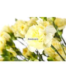 Гвоздика шабо Guernseyellow